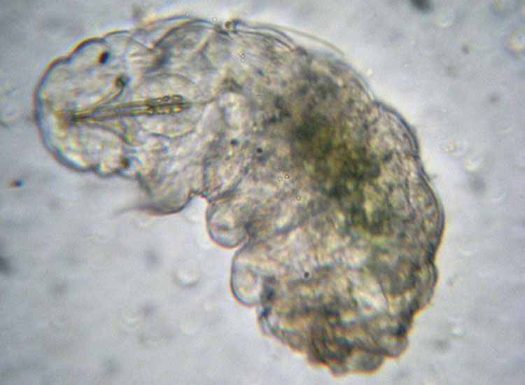 Tardigrado: probabile Macrobiotus richtersi